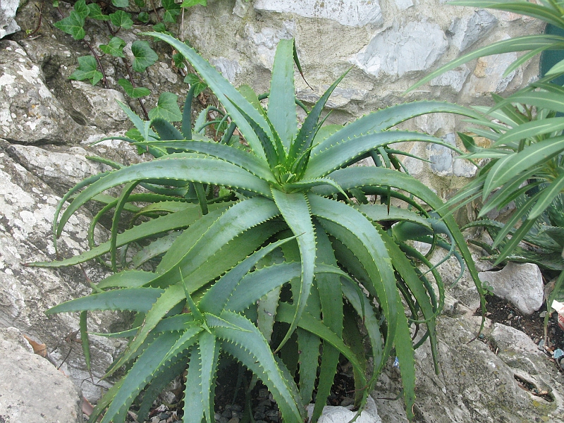 IMG_6557.JPG - Plante