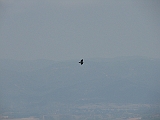 IMG_6567