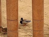 IMG_7627