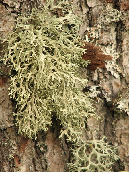 IMG_8954.JPG