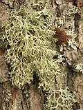 IMG_8954