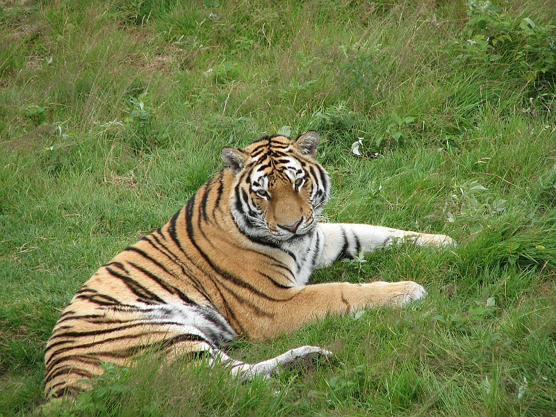 IMG_0875.JPG - Der var også tigre i bjørneparken