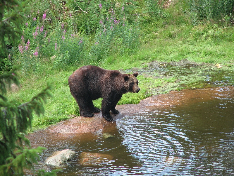 IMG_0894.JPG - Tør jeg springe i? (Jeg ventede længe på at den hoppede i vandet - øjeblikket efter jeg havde slukket kameraet gjorde den det....)