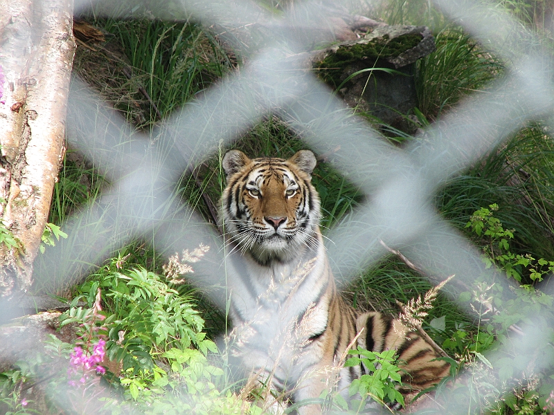 IMG_0909.JPG - Mere tiger