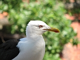 IMG_0741