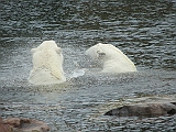IMG_0858