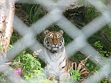 IMG_0909