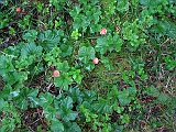 IMG_1090