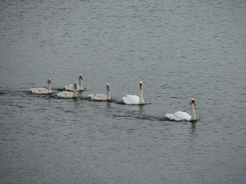IMG_1227.JPG - Der om en svanefamilie på besøg flere gange i løbet af weekenden